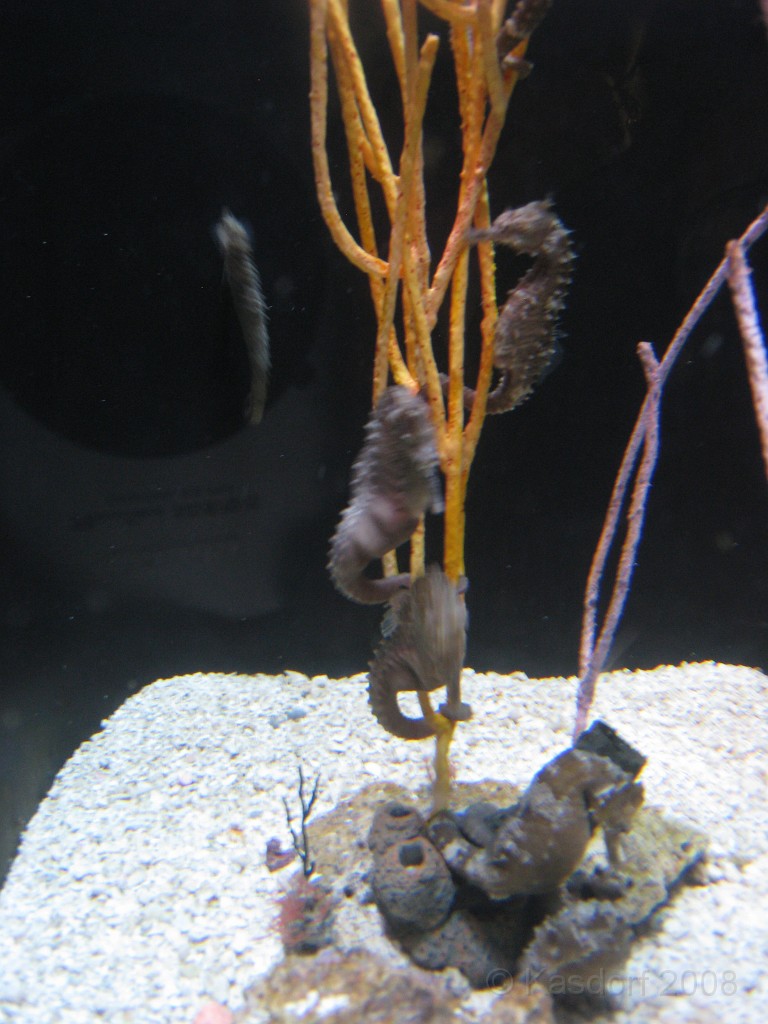 Baltimore MD 2009 1610.jpg - A 4th of July trip to Washington DC in 2009 included a stop in Baltimore MD to see the National Aquarium.